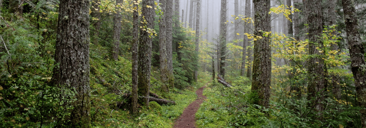 trees in a Western Washington forest trees in a Western Washington forest